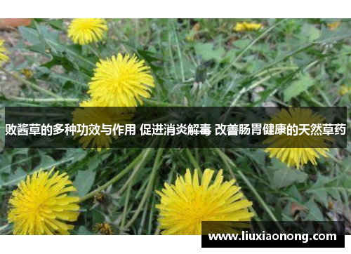 败酱草的多种功效与作用 促进消炎解毒 改善肠胃健康的天然草药