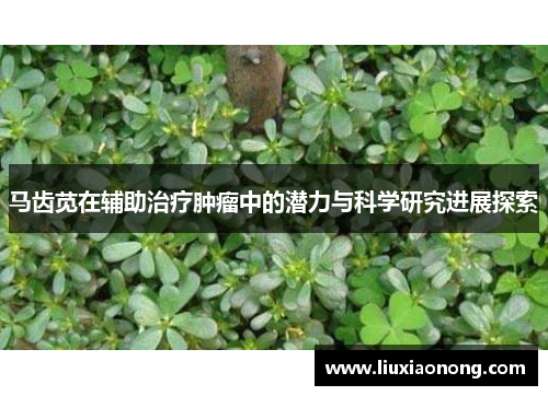 马齿苋在辅助治疗肿瘤中的潜力与科学研究进展探索