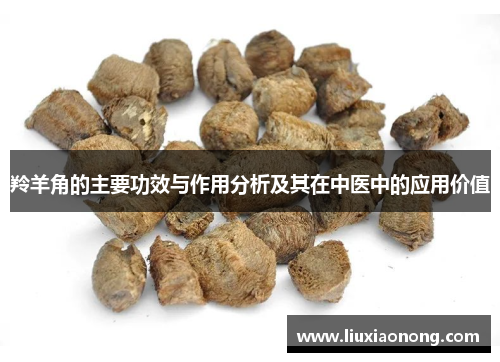 羚羊角的主要功效与作用分析及其在中医中的应用价值
